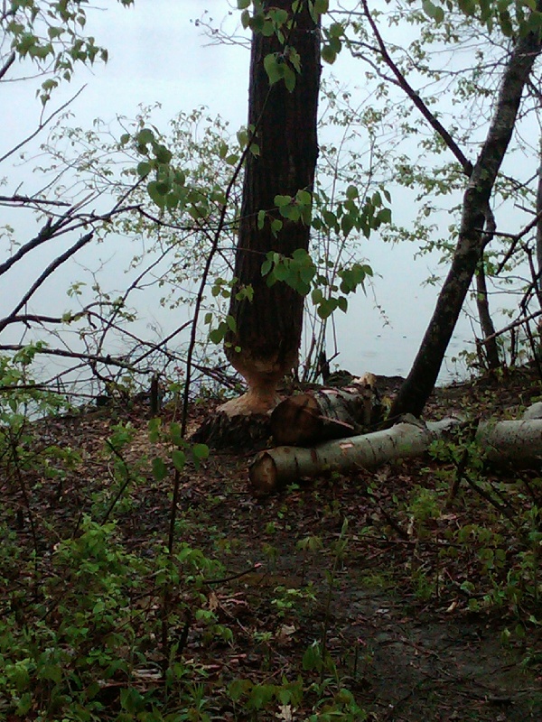 Stump Pond Westboro