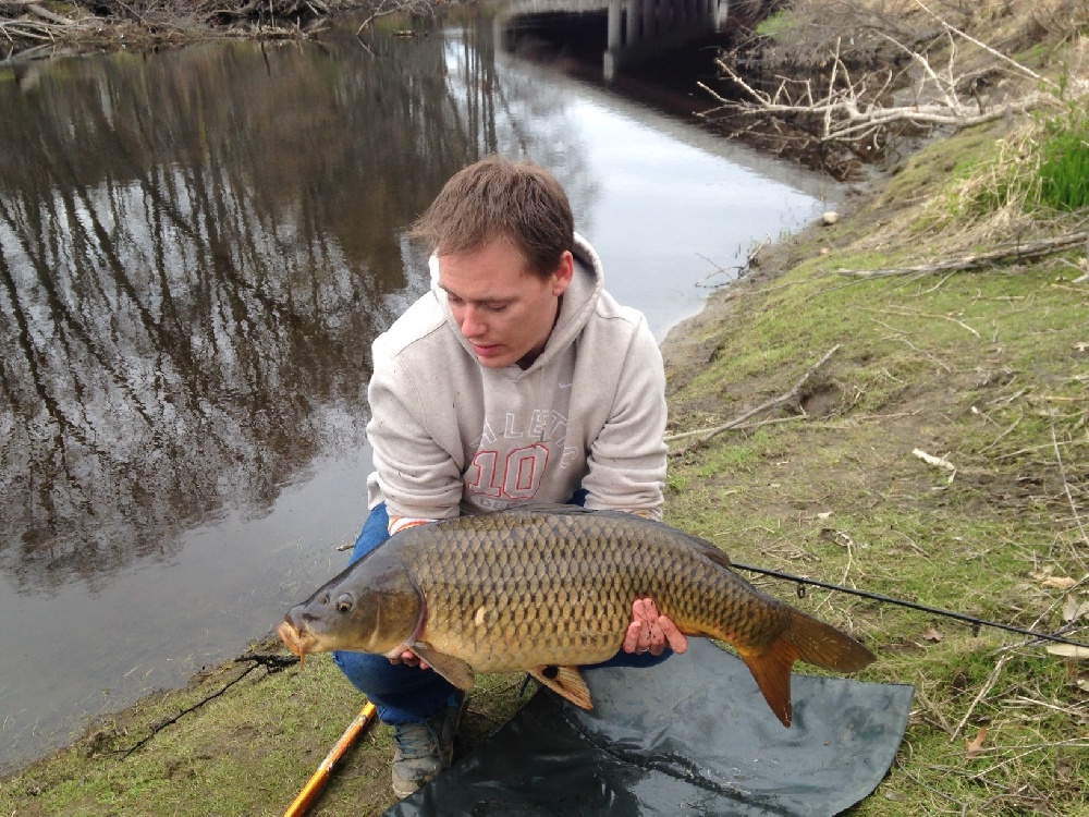 Charles river common carp