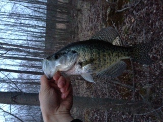 spring crappie