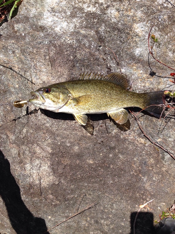 Smallmouth Bass