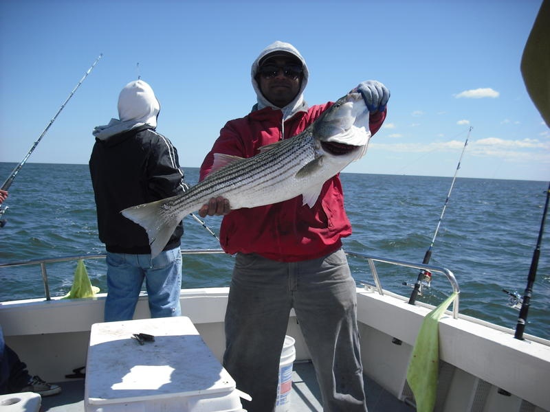 Sandy Hook Striped bass