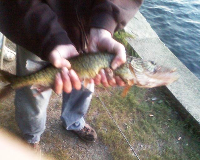 pickerel