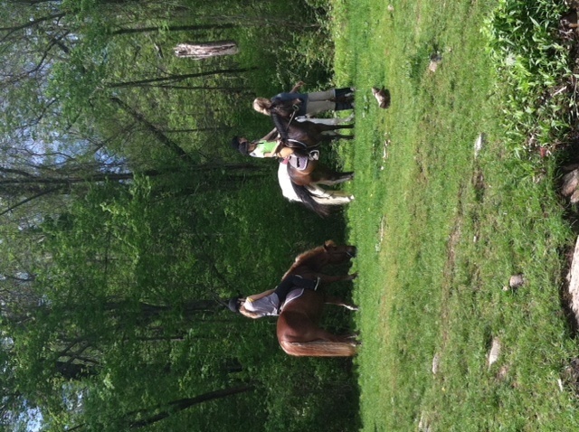 Horses at the launch