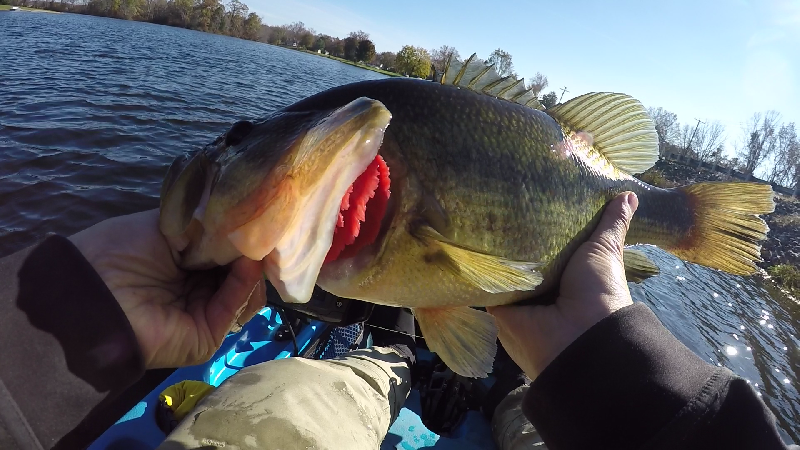 3 lb 10 oz on Red Eye Shad